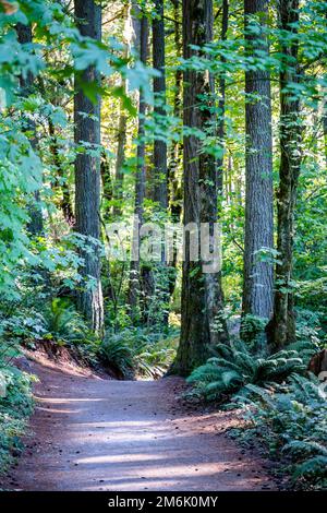 Eine überwältigende Landschaft mit einem Fußweg durch einen Laubwald mit grünen Blättern lädt Reisende und Touristen ein, die die Schönheit der wilden Foren zu genießen Stockfoto