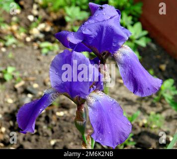 Blume blau bärtige Iris (Latein Iris) nach dem Regen im Sommergarten Stockfoto