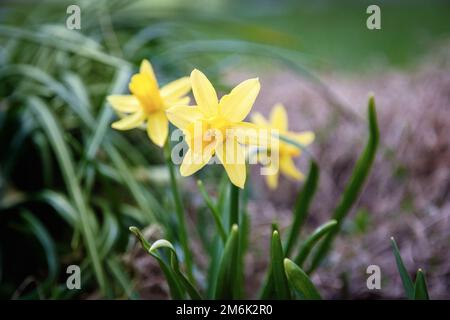 Gelbe Narzissen blühen im Frühlingsgarten Stockfoto