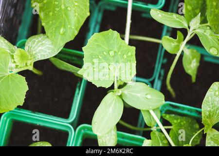 Setzlinge von Bio-Gemüse in Töpfen, Anbau von Kürbispflanzen Stockfoto