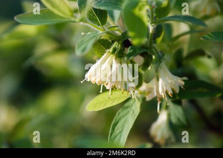 Blaue Geißelblüte, Lonicera caerulea blühen im Frühlingsgarten Stockfoto