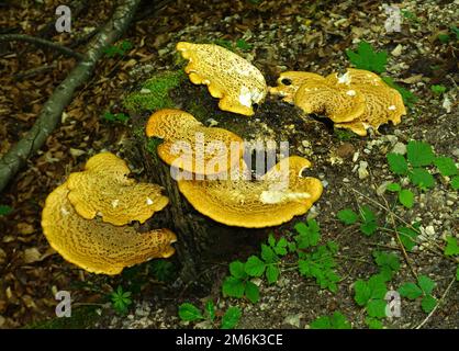 Dryads Sattel, Fasanenpilze Stockfoto