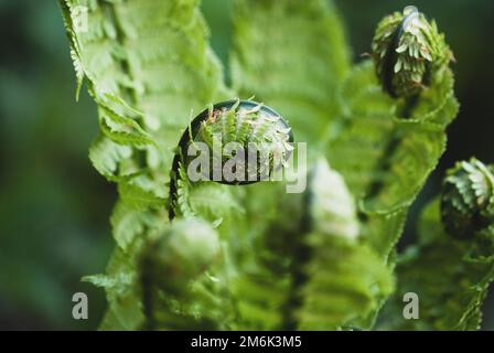 Matteuccia struthiopteris Pflanze, Straußenfarn Blätter im Frühjahr Stockfoto