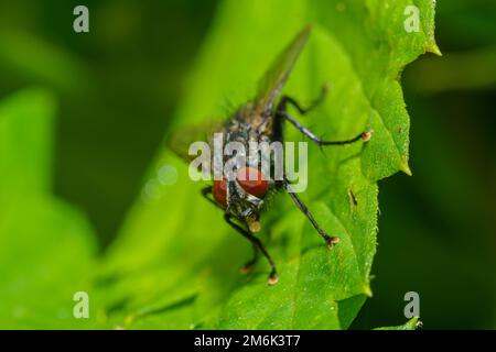 Musca autumnalis, die Gesichtsfliege oder Herbsthausfliege, ist eine Plage von Rindern und Pferden. Selektiver Bildfokus. Stockfoto