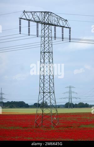 Poppy Field in Brandenburg Stockfoto