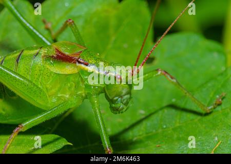 Tettigonia viridissima, die große grüne Buschkrille, ist eine große Art von Katydid oder Buschkricket, die zur Familie Tett gehört Stockfoto