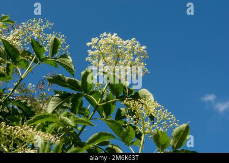 Holunderblüten (Sambucus nigra) und Laub. Blühende Holunderbeere, europäische Holunderbeere oder europäische schwarze Holunderbeere. Stockfoto