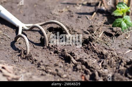 Ein kleiner staubiger Rechen, der in Hausgärten verwendet wird. Gartengeräte für die Gartenarbeit und Pflanzenpflege zu Hause und im Garten. Feder oder summ Stockfoto