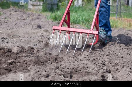 Ein Bauer in Jeans gräbt den Boden mit einer roten gabelförmigen Schaufel. Eine Wunderschaufel, ein praktisches Werkzeug. Handgrubber. Der Anbau Stockfoto