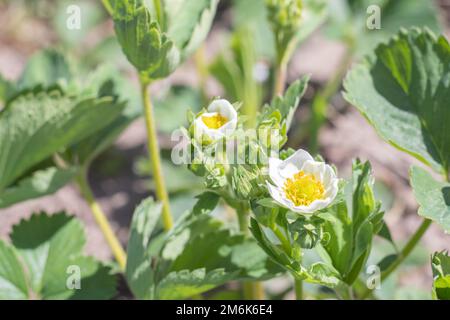 Im Frühling blühende Erdbeeren wachsen im Garten. Weiße Erdbeerblumen im Sommer. Erdbeerpflanze im Wachstum im Garten. Bloo Stockfoto