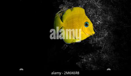 Ein junger Blauer Tang (Acanthurus coeruleus) am Riff auf der niederländischen Karibikinsel Sint Maarten Stockfoto