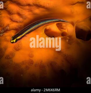 Sharknose Goby (Gobiosoma evelynae) am Riff auf der niederländischen Karibikinsel Sint Maarten Stockfoto