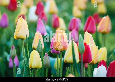Tulpen wachsen im Frühlingsgarten, bunte Blumen Hintergrund Stockfoto