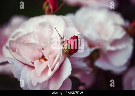 Rosa Rosen im Garten, schöne Blumen für floralen Hintergrund Stockfoto