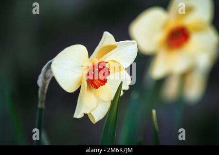 Bunchflower-Narzissen, Narcissus-Tazetta-Blumen im Frühlingsgarten Stockfoto