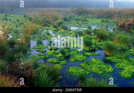 Moos in einem Hochmoor mit Nebel Stockfoto