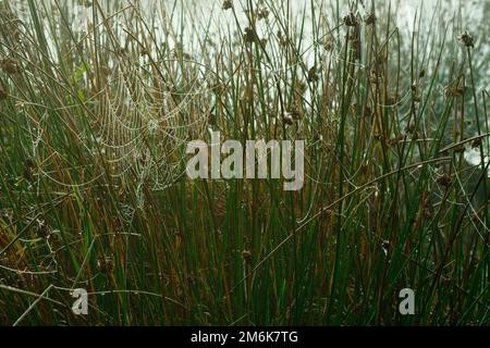 Spinnennetz in ein Hochmoor Stockfoto