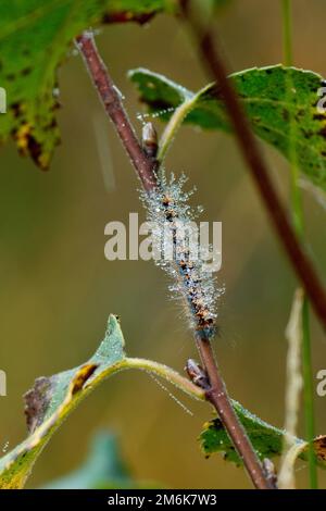 Schmetterlingsraupe - Lasiocampa quercus Stockfoto