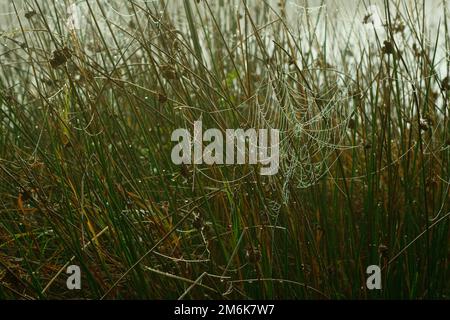 Hochmoor im Autum Stockfoto