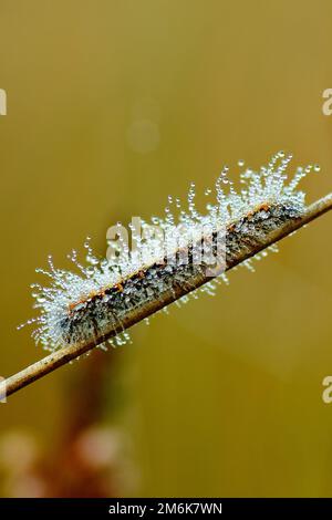 Schmetterlingsraupe - Lasiocampa quercus Stockfoto