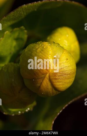 Marsh Marigold - Caltha palustris Stockfoto