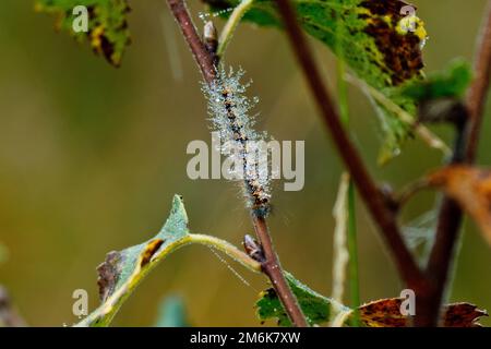 Schmetterlingsraupe - Lasiocampa quercus Stockfoto