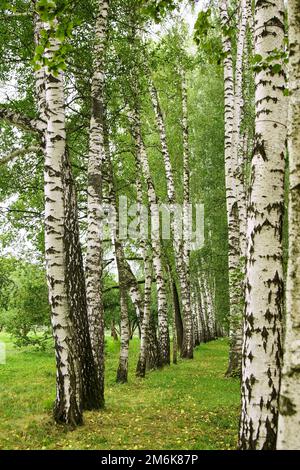 Birkenallee in Yasnaya Polyana in der Nähe von Tula City, Russland Stockfoto