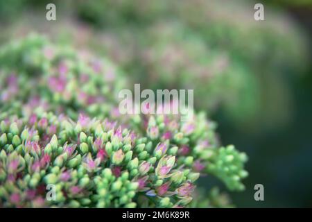 Sedum Spectabile Iceberg Pflanze - Makrofoto einer Blume Stockfoto