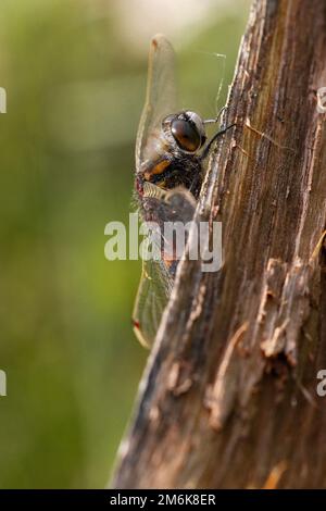 Der nördliche Weißgesichter - Leucorrhinia rubicunda Stockfoto