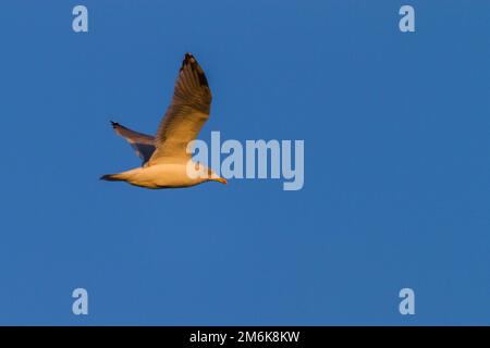 Europäische Möwe oder Heringsmull - larus argentatus Stockfoto