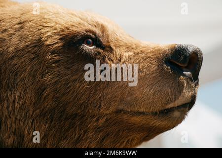 Der gefüllte große braune Bärenkopf als Wildtier Stockfoto