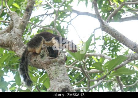 Riesenhörnchen und Sqirrele in Sri Lanka. Stockfoto