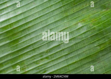 Bananenblatt als Hintergrund mit Kopierbereich Stockfoto