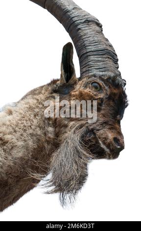 Wilde Bergziegen isoliert auf weißem Hintergrund Stockfoto