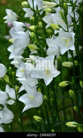 Pfirsichblätter-Glockenblüte; Papierglockenblüte; Pfirsichglocke; Pfirsichblätter-Glockenblume; Campanula persicifoli Stockfoto