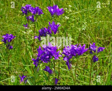 Glockenblume, Dänen Blut, Campanula glomerata Stockfoto