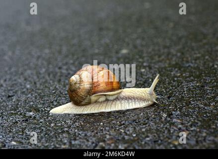Weinbergschnecke; Römische Schnecke; Apfelschnecke; essbare Schnecke; Burgunder Schnecke, Kriechen auf nassem Asphalt Stockfoto