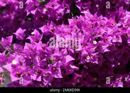 Lila Bougainvillea Blume auf Zaun Stockfoto
