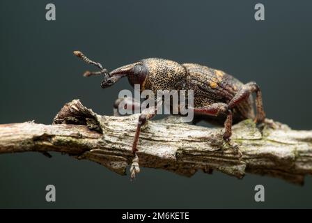 Käfer großer Kiefernkäfer Stockfoto