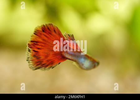 Männliche Guppy (Poecilia reticulata) Stockfoto