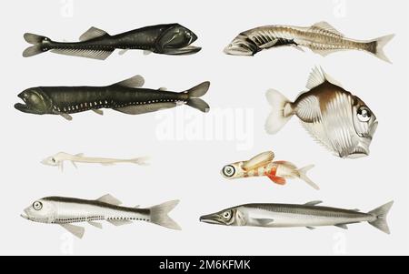 Tiefseefischsorten Set Illustration Stock Vektor
