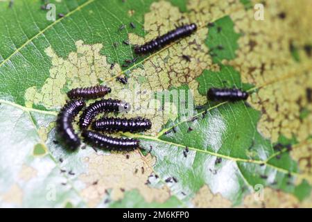 Larven des Erlkäfers oder des Blauen Erlkäfers (Agelastica alni) - Fütterung der Blätter Stockfoto
