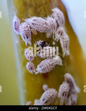 Schädlingsmealybug auf einer Agave, Makro - Nahaufnahme Stockfoto