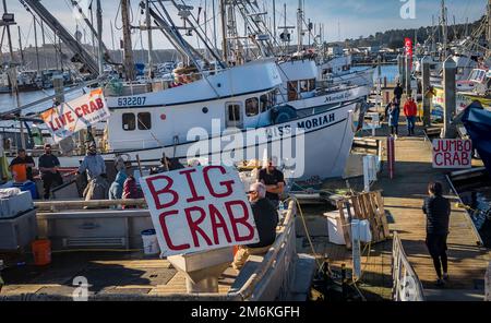 Half Moon Bay, Kalifornien, USA - 01. Januar 2023: Frische Dungeness-Krabben auf einem Boot in einem Fischereihafen erhältlich, Saison begann am 31. Dezember 2022 Stockfoto