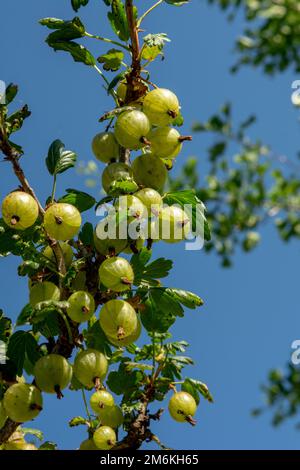 Stachelbeere oder europäische Stachelbeere (Ribes uva-crispa). Unreife grüne Bio-Stachelbeeren im Garten. Stockfoto