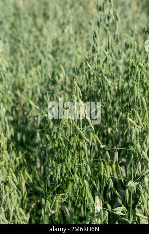 Grüner Hafer (Avena sativa) oder gewöhnlicher Hafer auf dem landwirtschaftlichen Feld im Sommer. Stockfoto