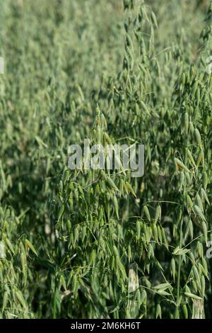 Grüner Hafer (Avena sativa) oder gewöhnlicher Hafer auf dem landwirtschaftlichen Feld im Sommer. Stockfoto