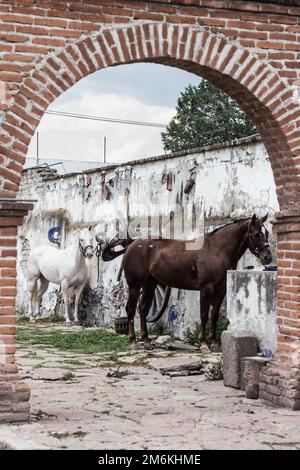 Die Hengste (Equus Caballus) waren an einer verwitterten Wand befestigt, von einem roten Steintor aus gesehen Stockfoto