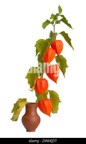Herbstphysalis Stockfoto