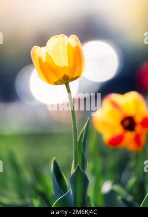 Schöne Tulpen im Frühling Stockfoto